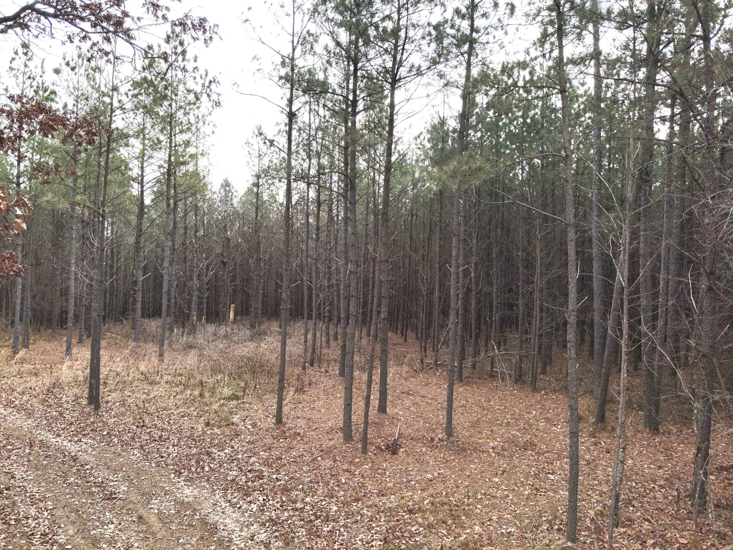 20 Wooded Acres For Sale in Lewis County, Tennessee