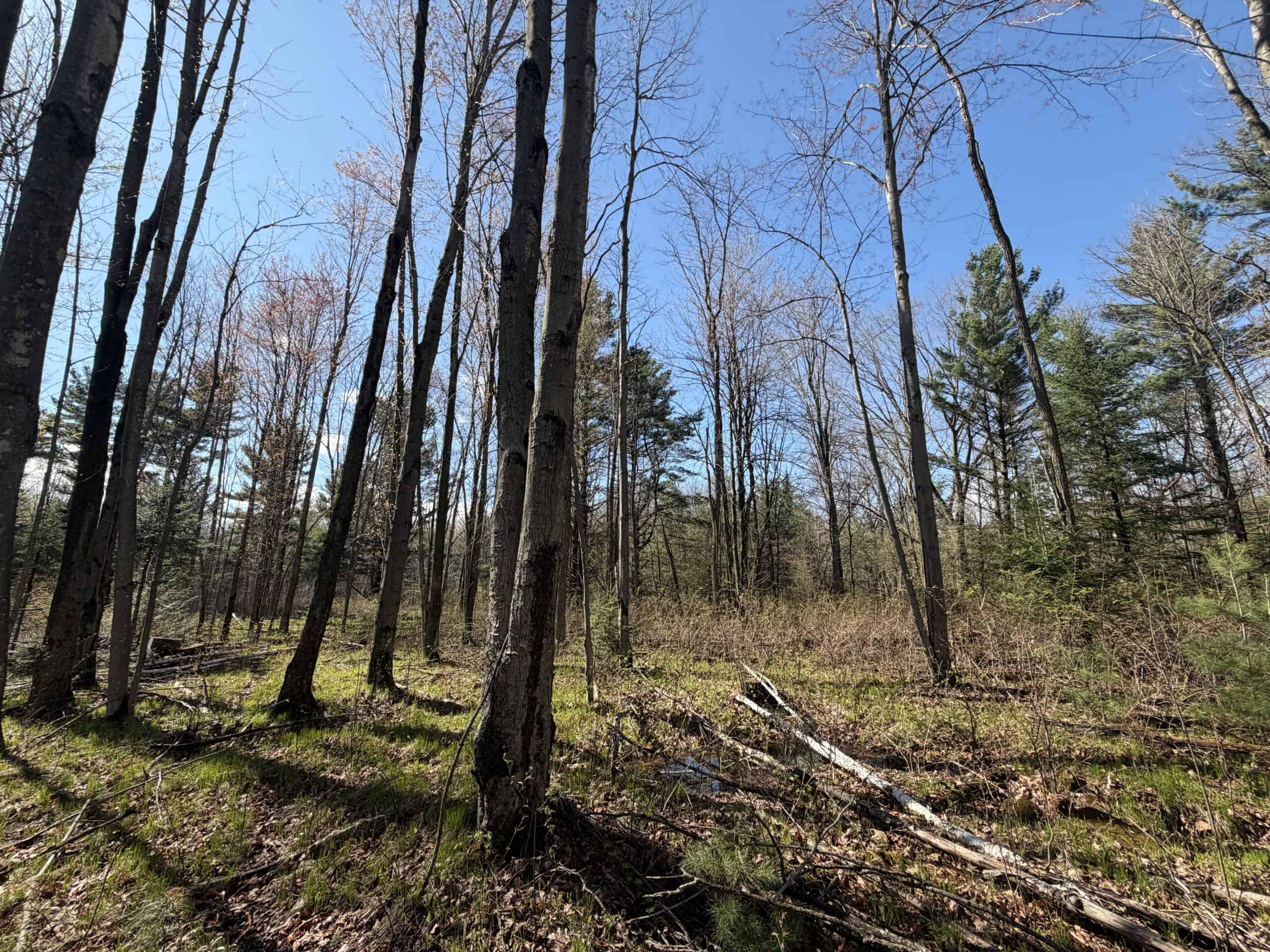 Portage County 40 Acre Hunting and Rec Property for Sale