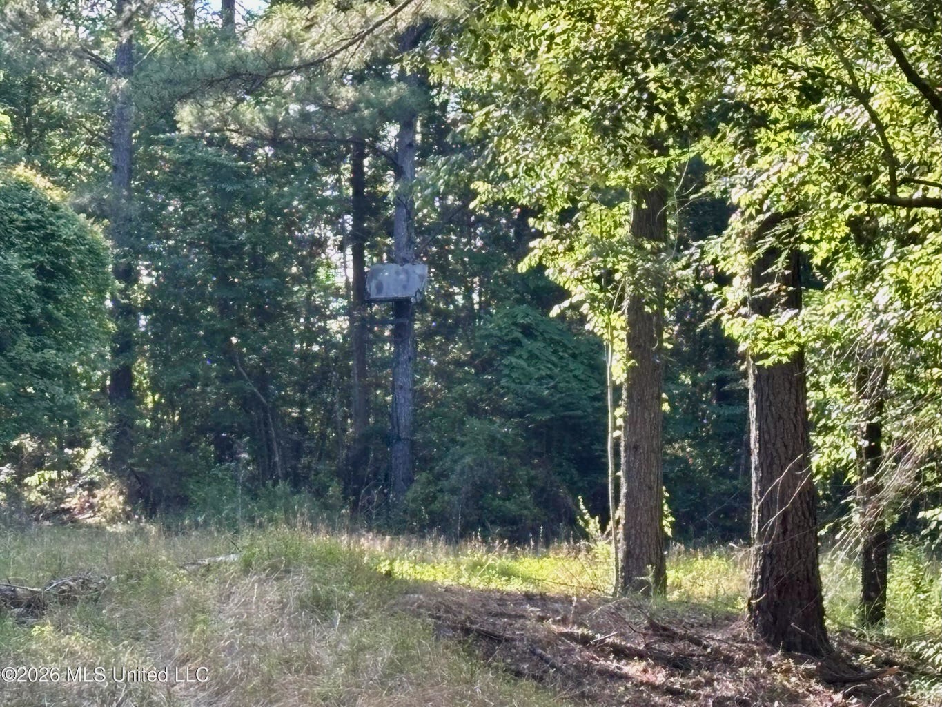 200 acres Franklin County MS Hunting Land Timber Investment