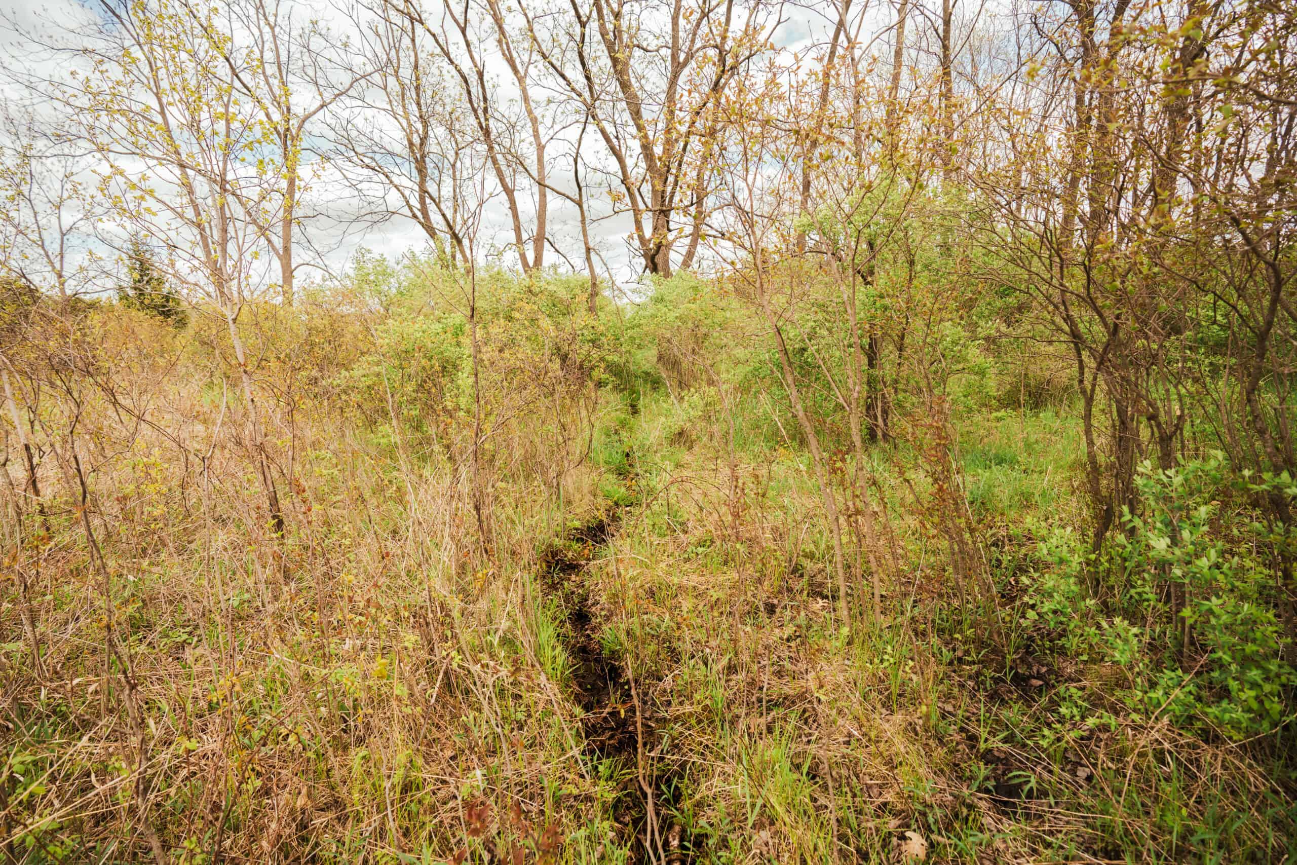 74 Acres in Dane County Town of York Rec, Hunting and Build Site for Sale