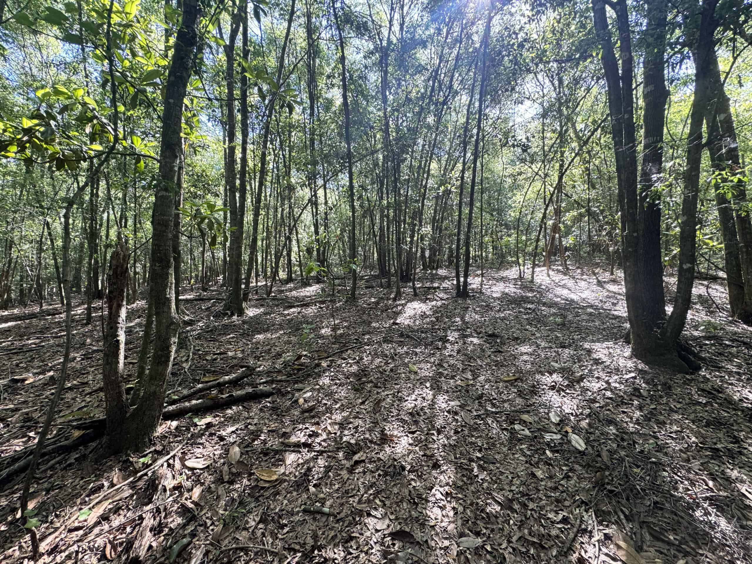 Exceptional 110 ac Hunting & Recreational Property in Shellman, GA