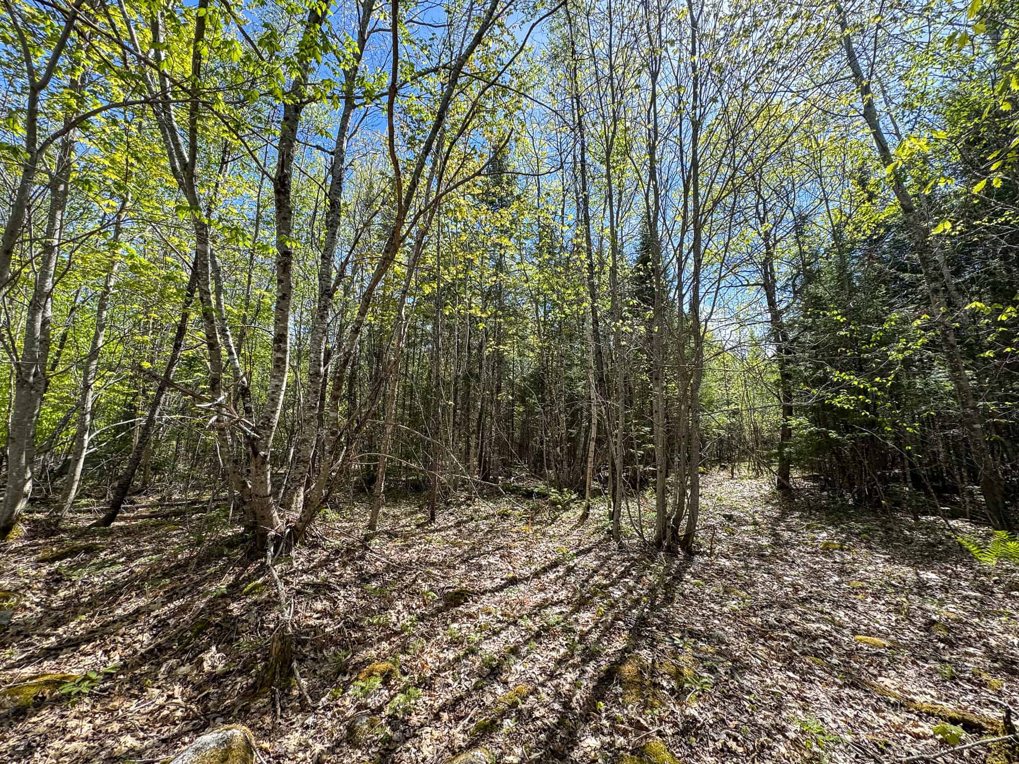 Maine River Property – 40.18 Acres – Woodville