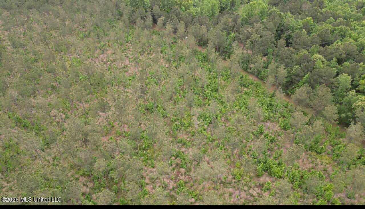 160 Acre in Bienville Parish Near Arcadia, Louisiana