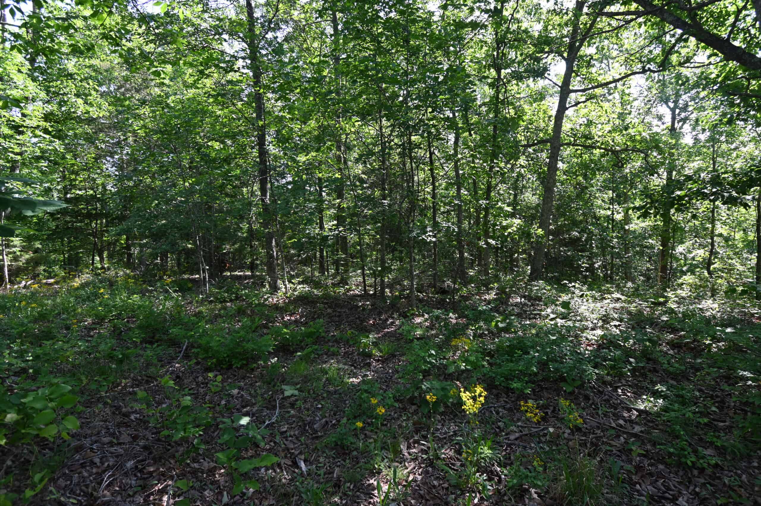 Tennessee Woods Land For Sale! 59.28 ac only minutes to TN River!