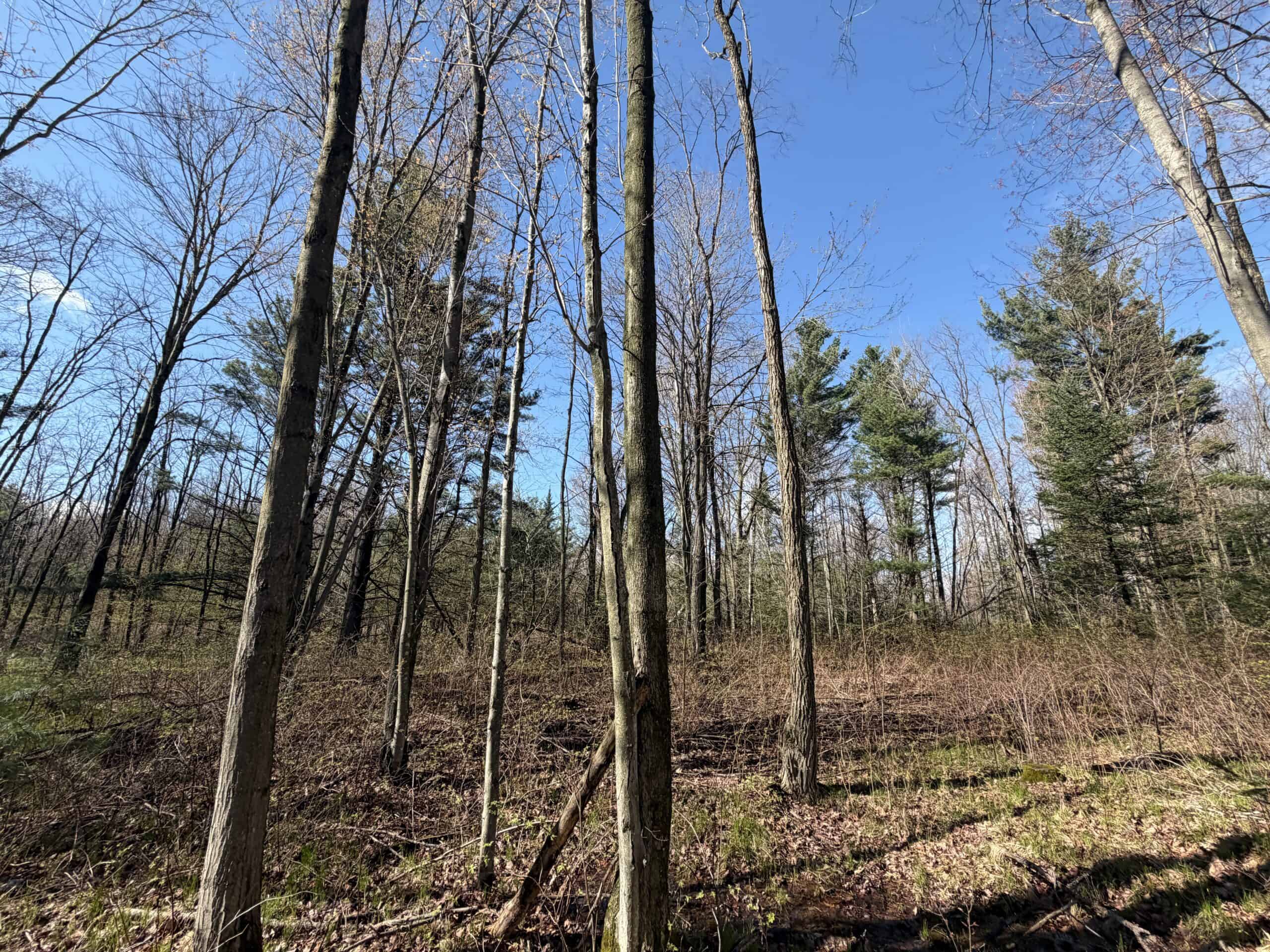 Portage County 40 Acre Hunting and Rec Property for Sale