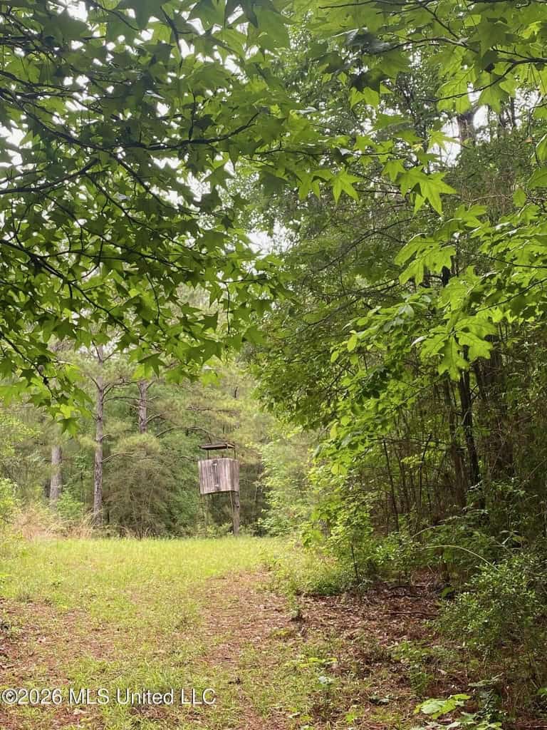 Hunting and Recreational Land for Sale in Amite County, Miss
