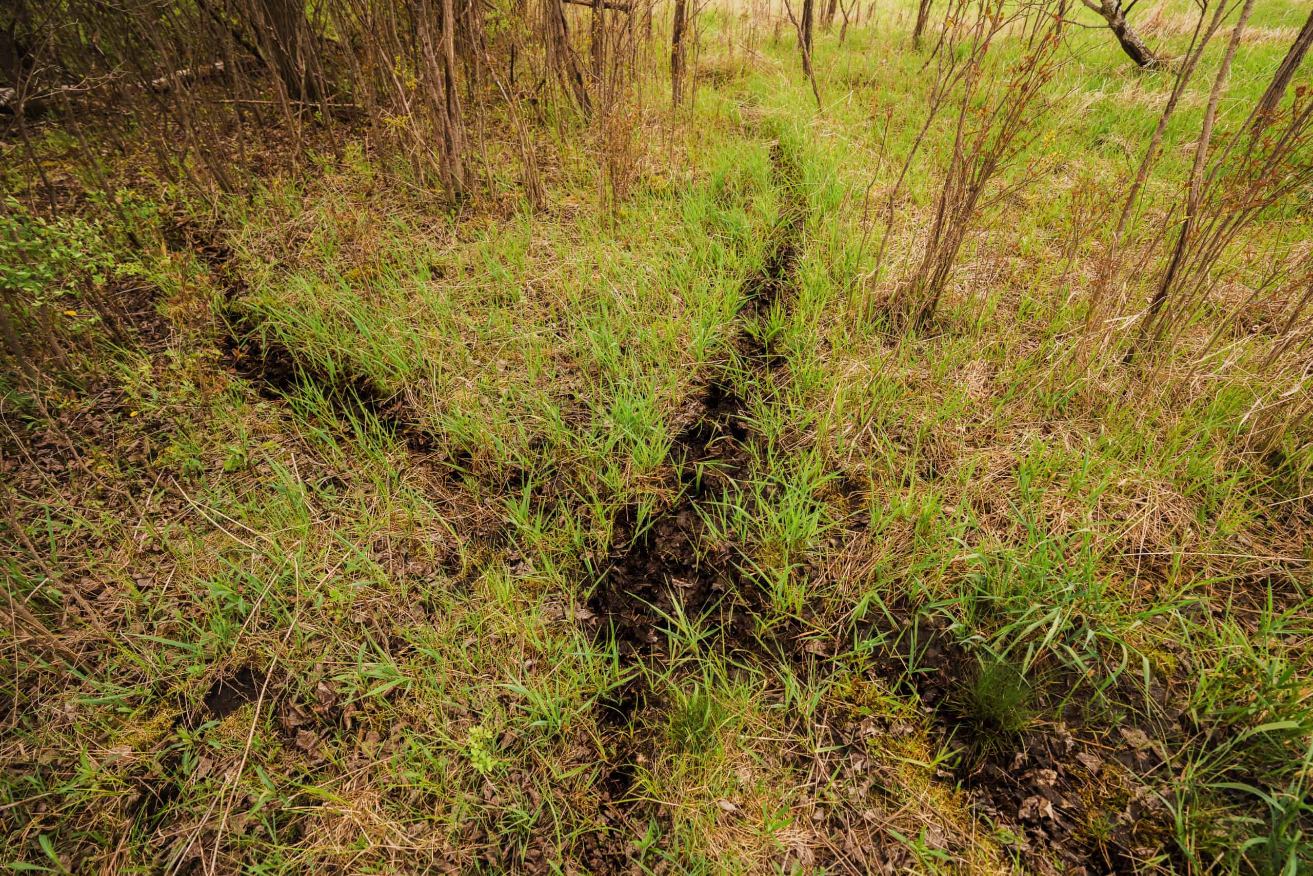 74 Acres in Dane County Town of York Rec, Hunting and Build Site for Sale