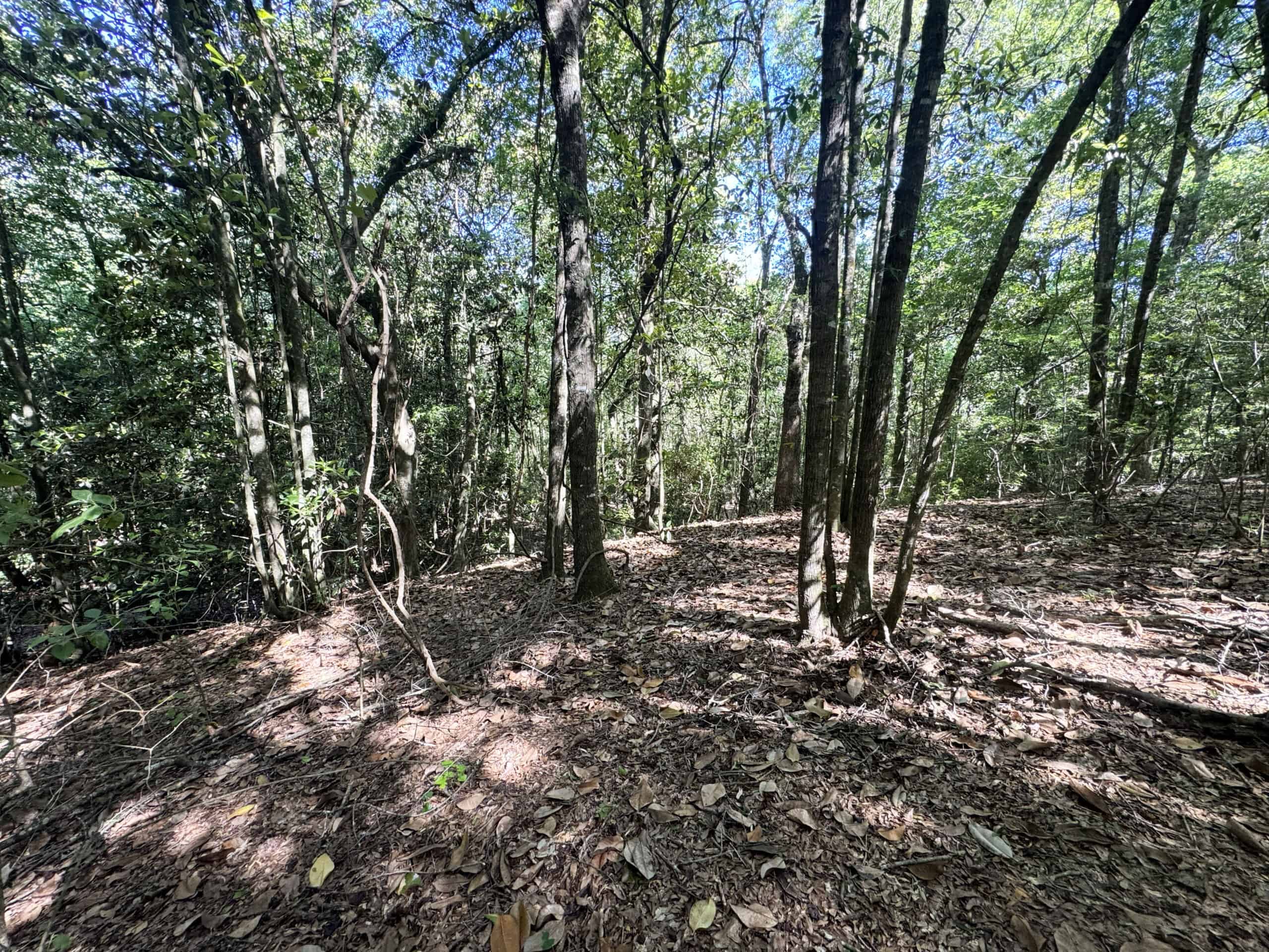 Exceptional 110 ac Hunting & Recreational Property in Shellman, GA