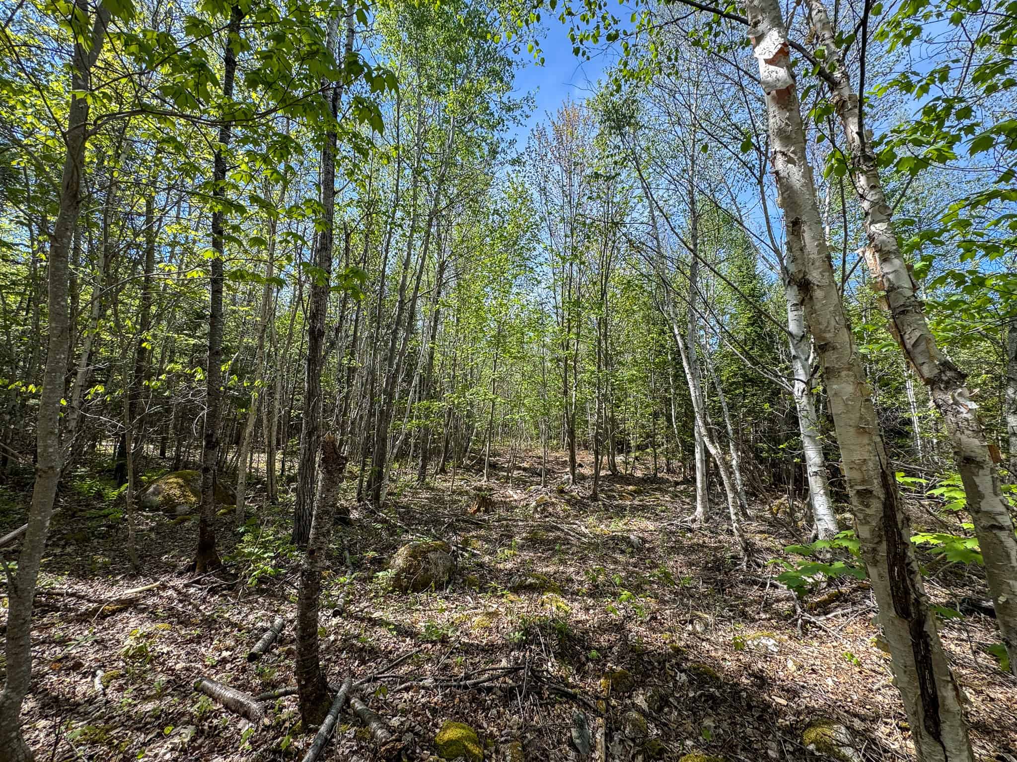 Maine River Property – 40.18 Acres – Woodville