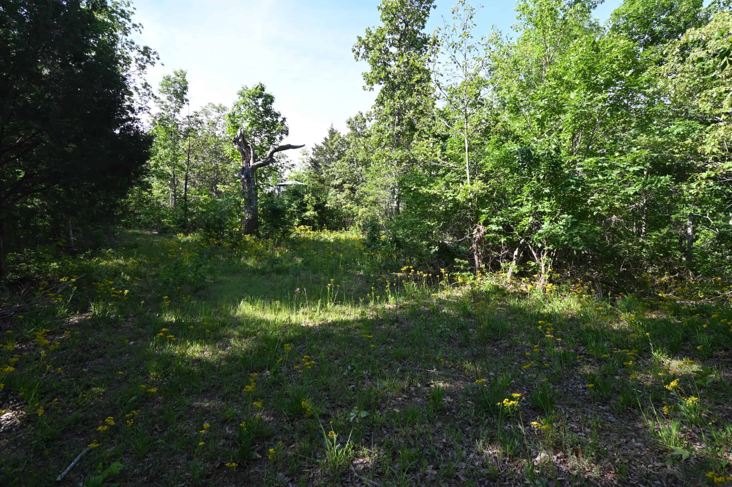Tennessee Woods Land For Sale! 59.28 ac only minutes to TN River!