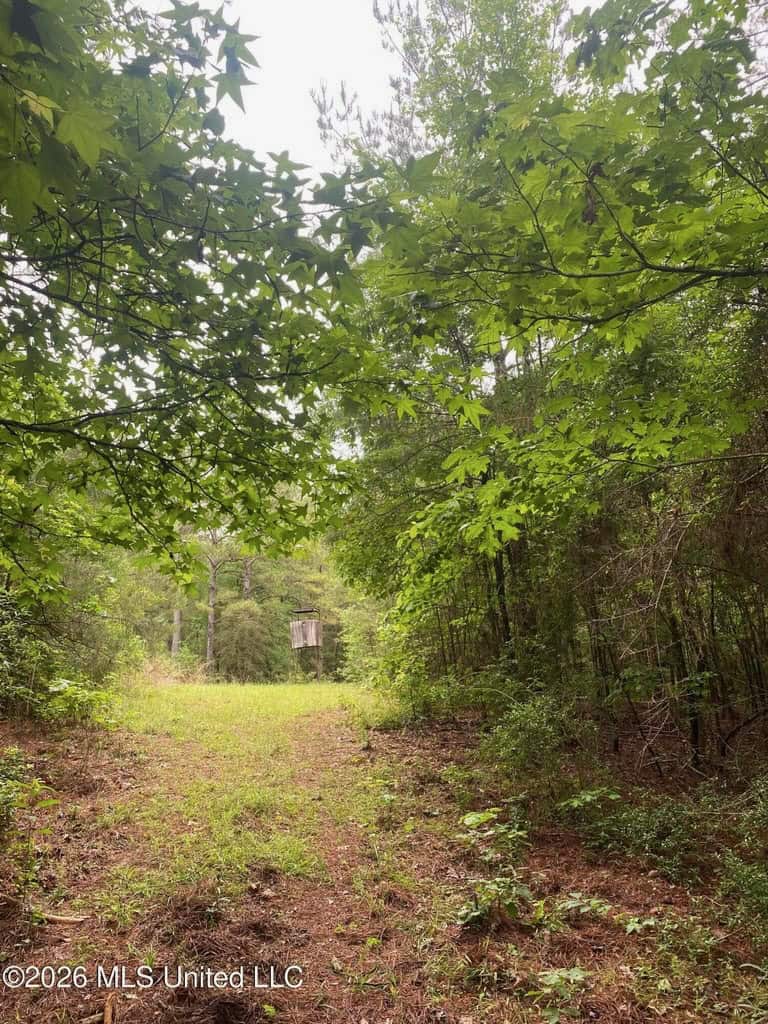 Hunting and Recreational Land for Sale in Amite County, Miss