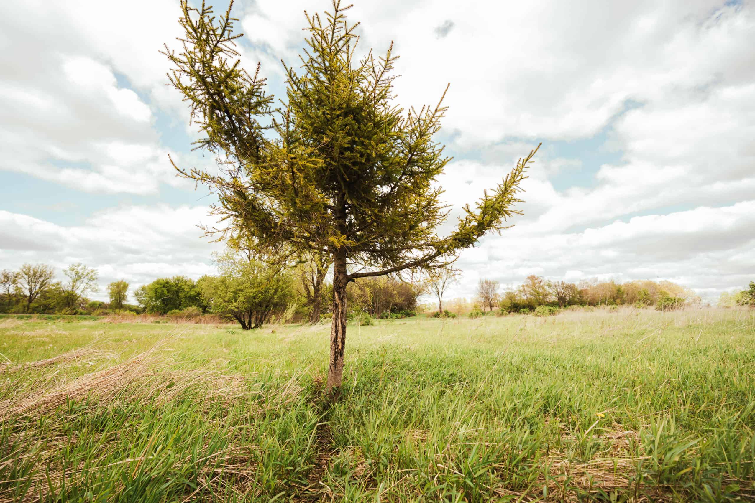 74 Acres in Dane County Town of York Rec, Hunting and Build Site for Sale