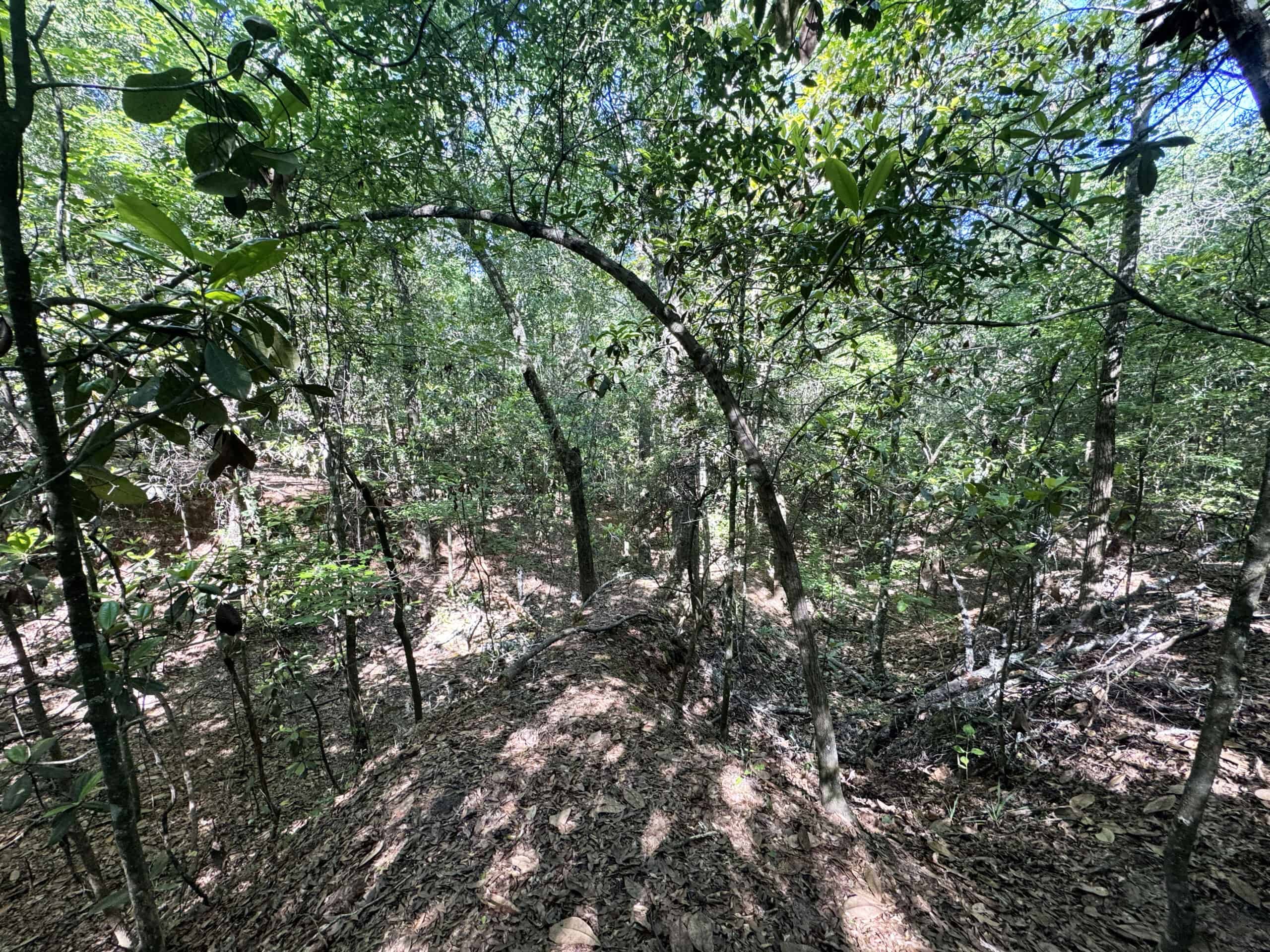 Exceptional 110 ac Hunting & Recreational Property in Shellman, GA