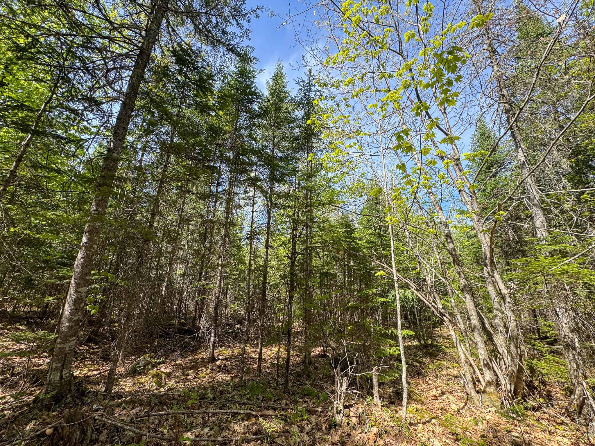 Maine River Property – 40.18 Acres – Woodville