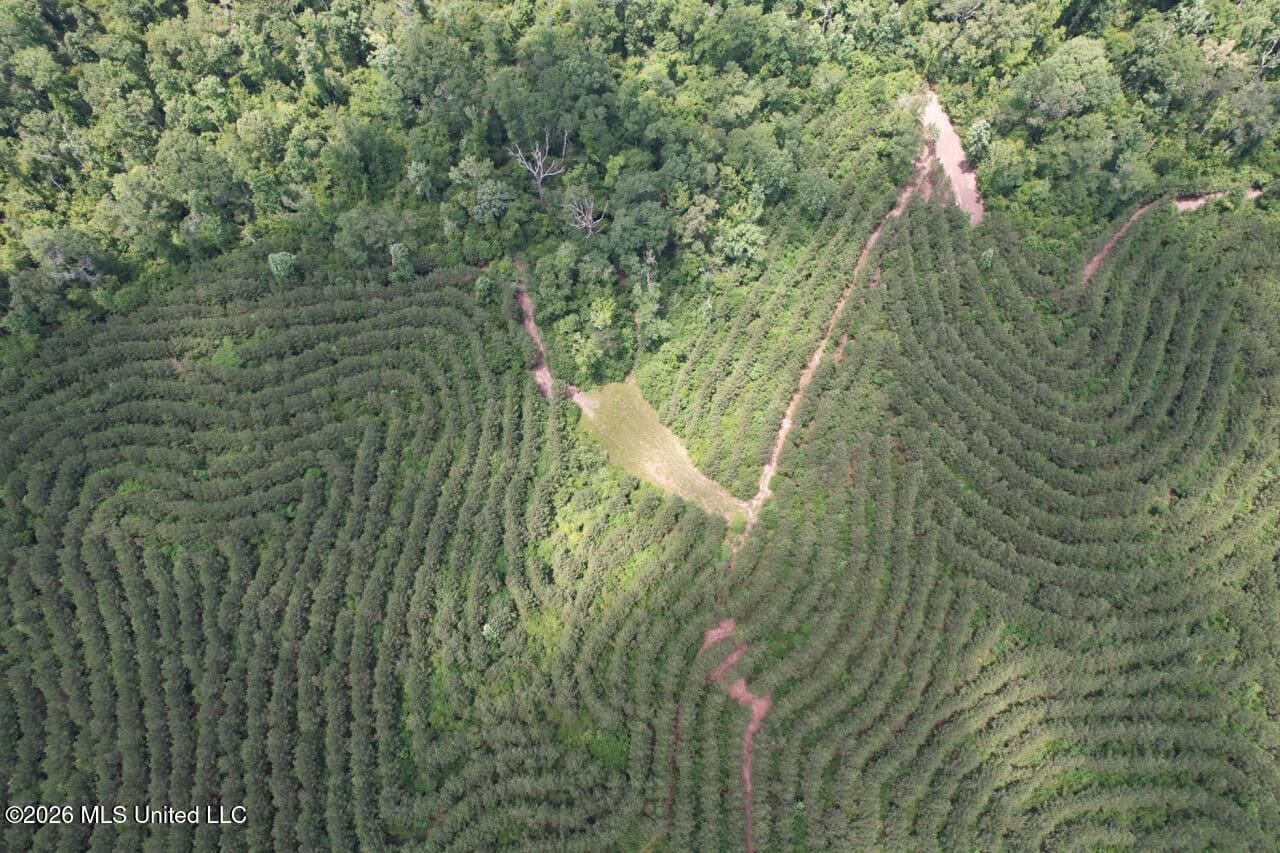 56 Acres in St. Helena Parish with Black Creek
