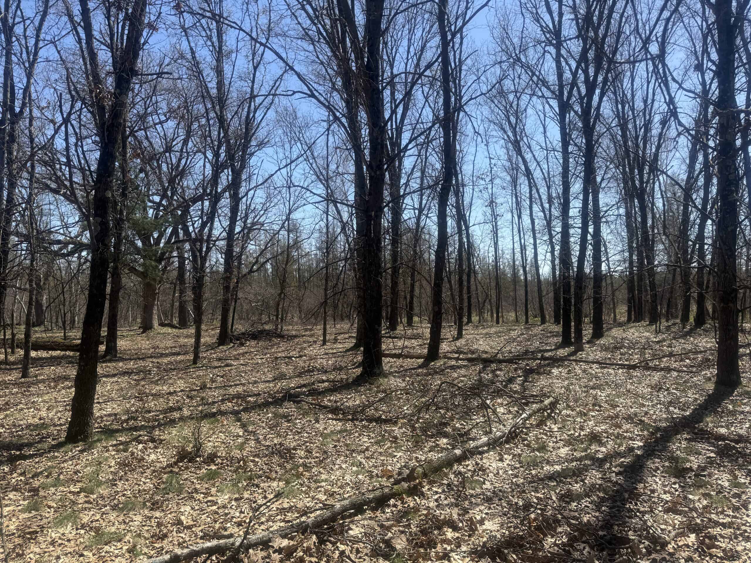 88 Acre Marquette County  WI Hunting Property For Sale