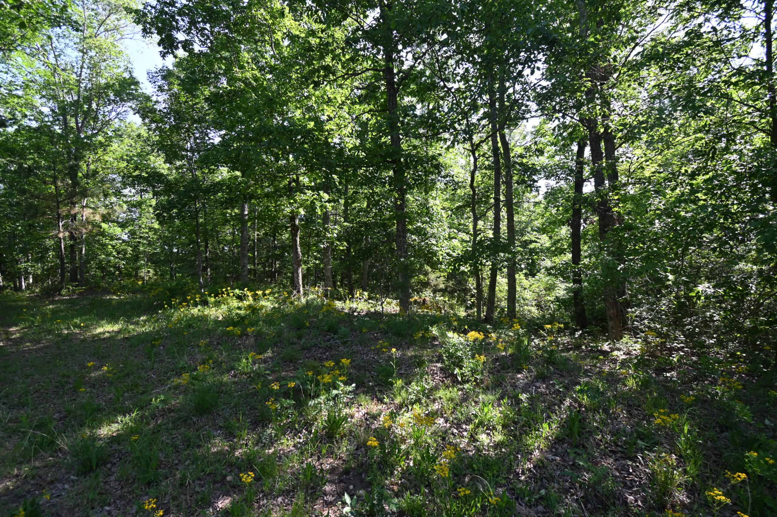 Tennessee Woods Land For Sale! 59.28 ac only minutes to TN River!