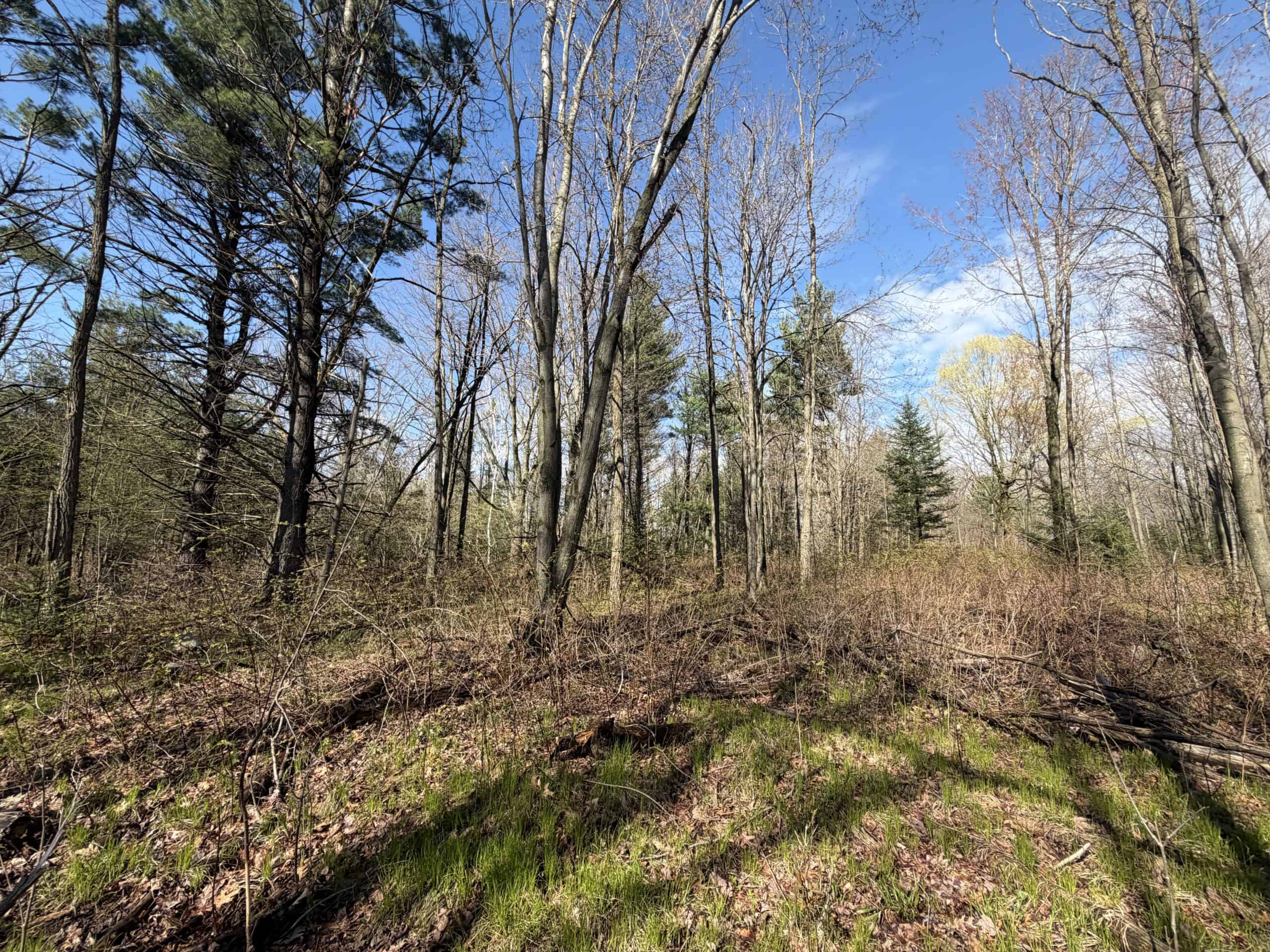 Portage County 40 Acre Hunting and Rec Property for Sale