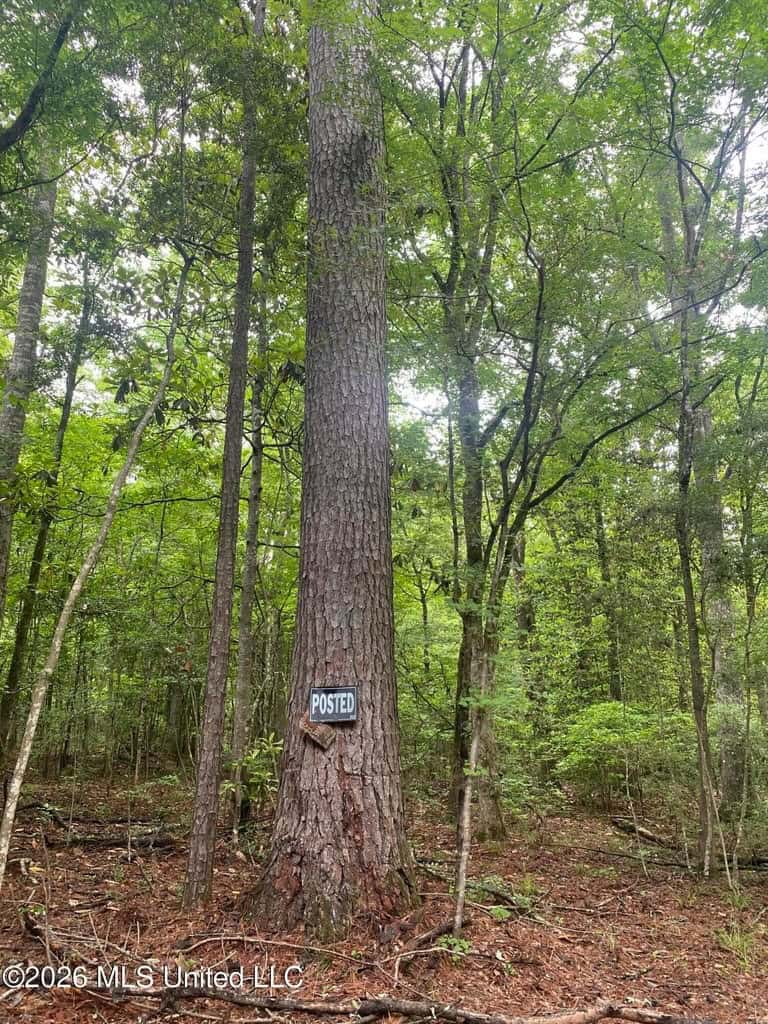 Hunting and Recreational Land for Sale in Amite County, Miss