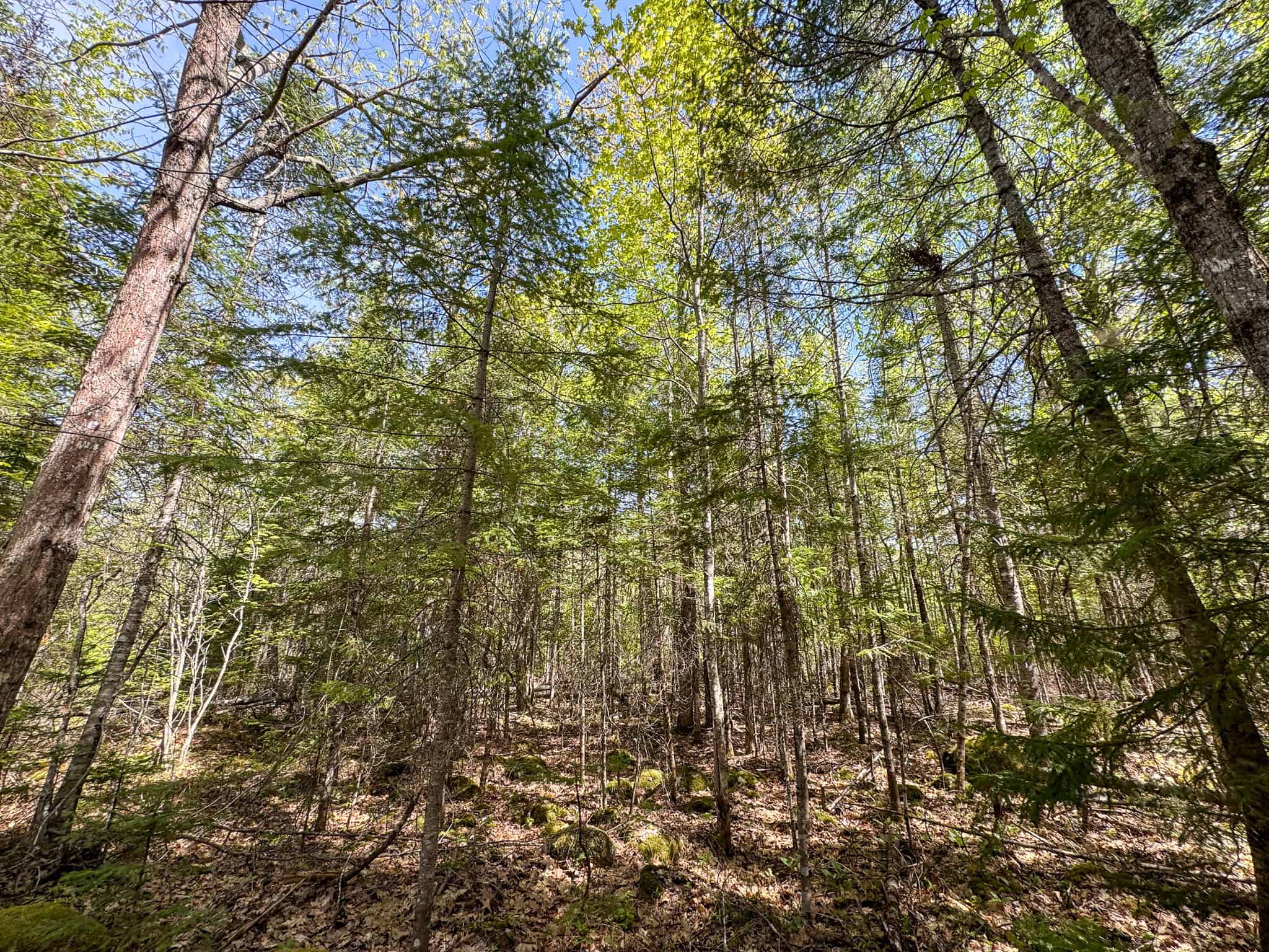 Maine River Property – 40.18 Acres – Woodville