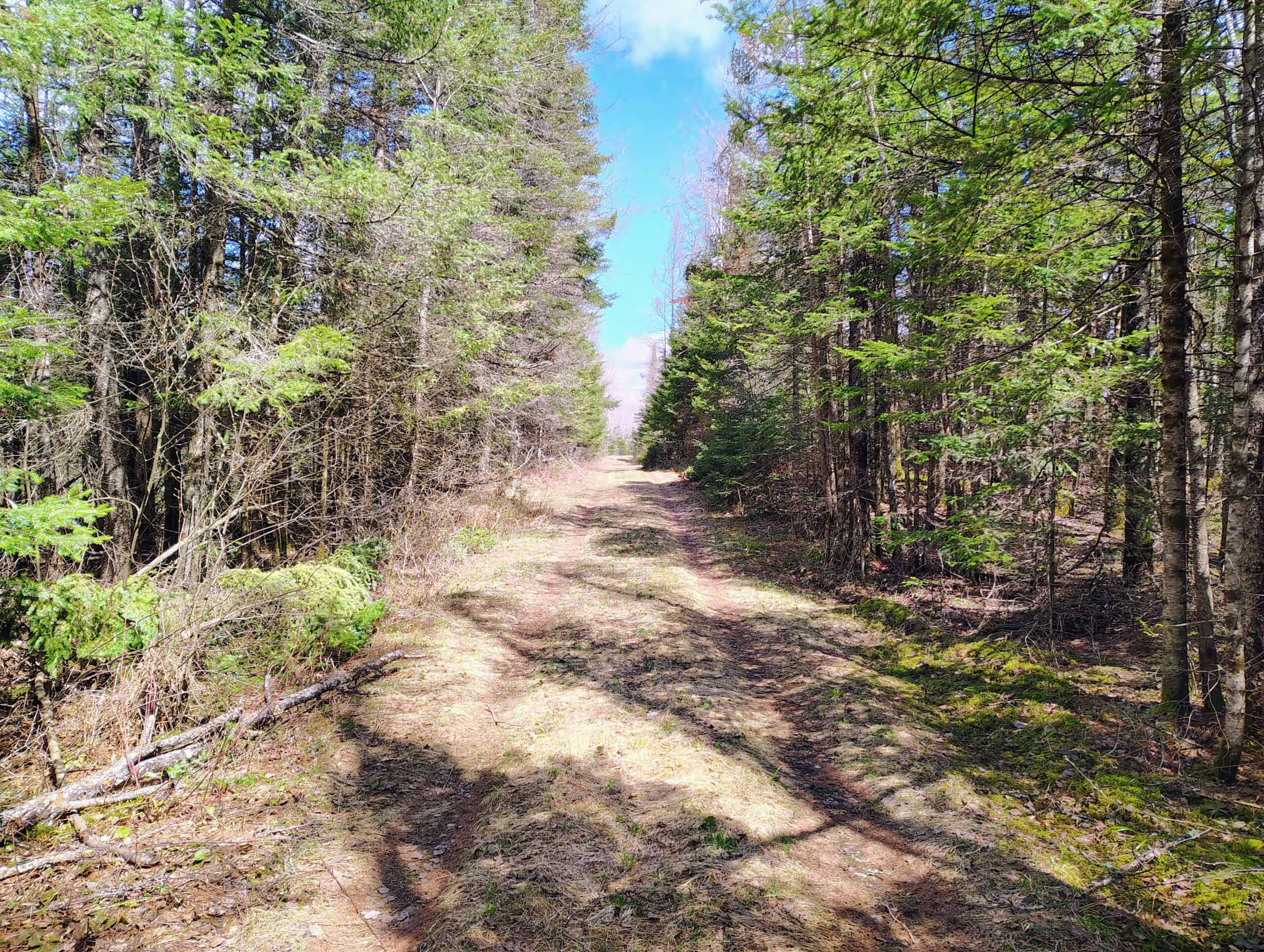 120 ± Acres with New Cabin located in Butternut, WI