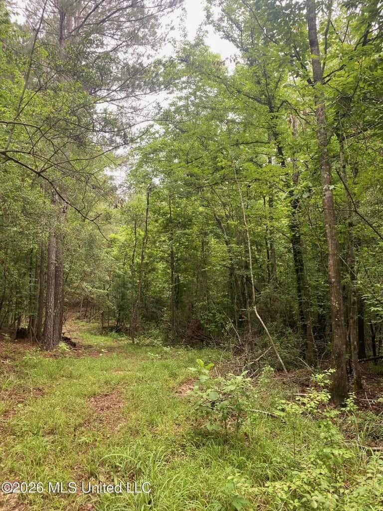 Hunting and Recreational Land for Sale in Amite County, Miss