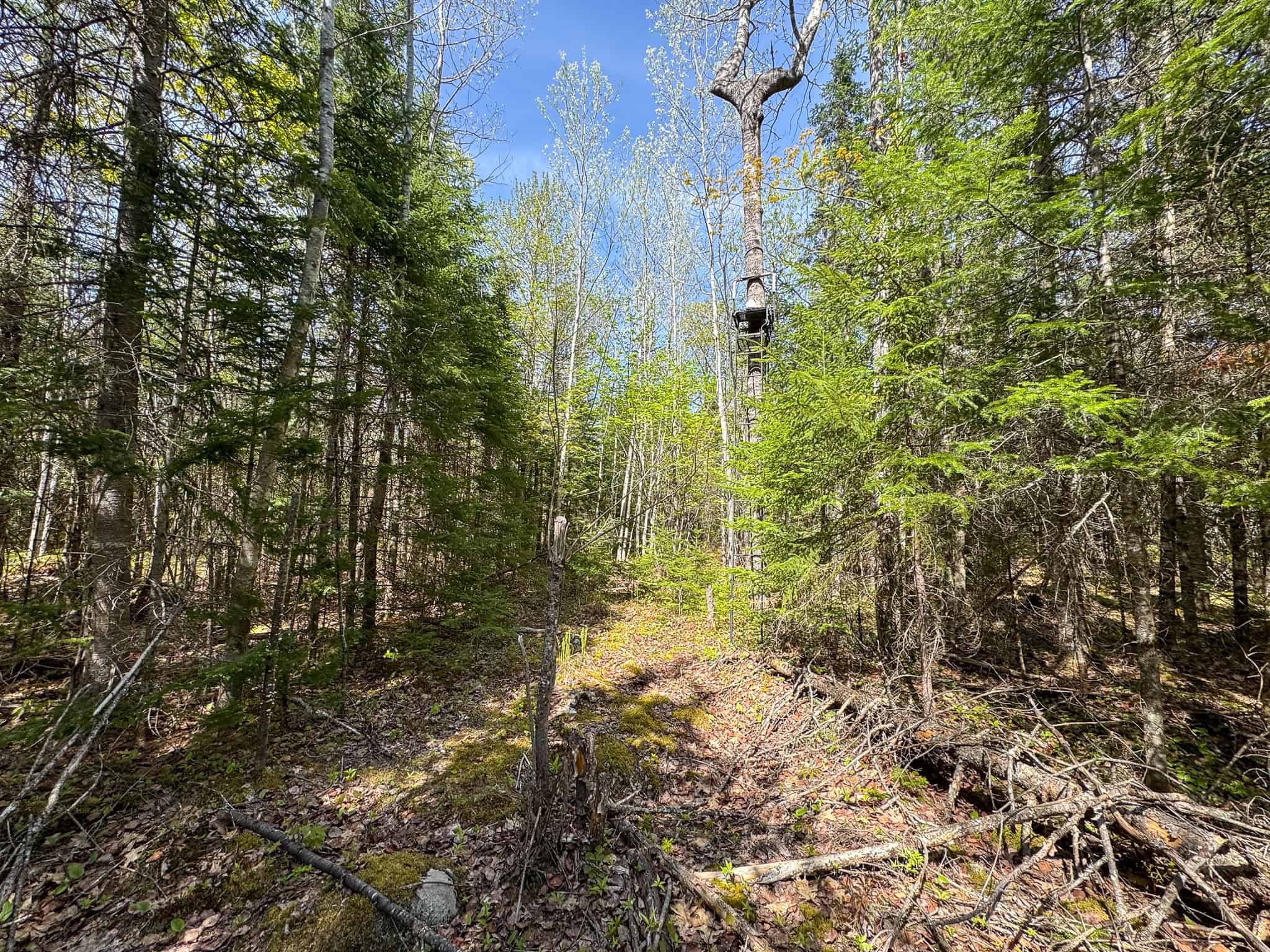 Maine River Property – 40.18 Acres – Woodville