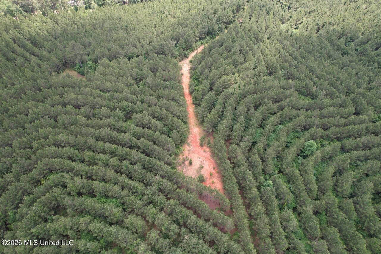 56 Acres in St. Helena Parish with Black Creek