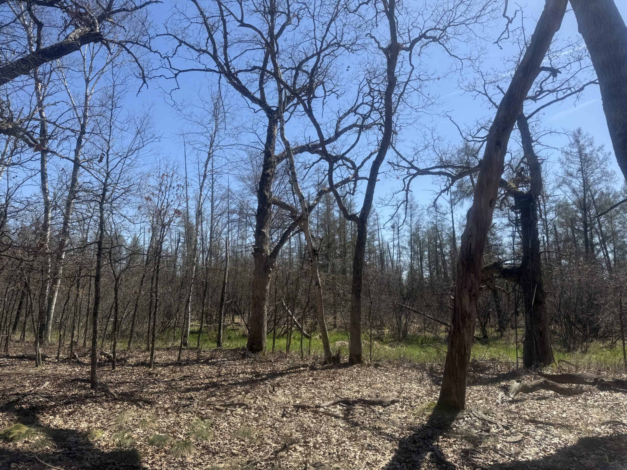 88 Acre Marquette County  WI Hunting Property For Sale