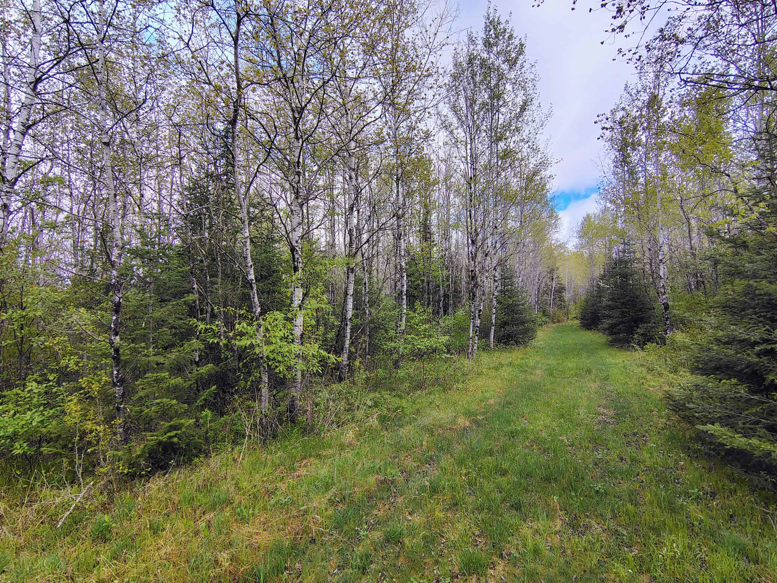 120 ± Acres with New Cabin located in Butternut, WI