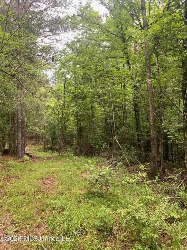 Hunting and Recreational Land for Sale in Amite County, Miss