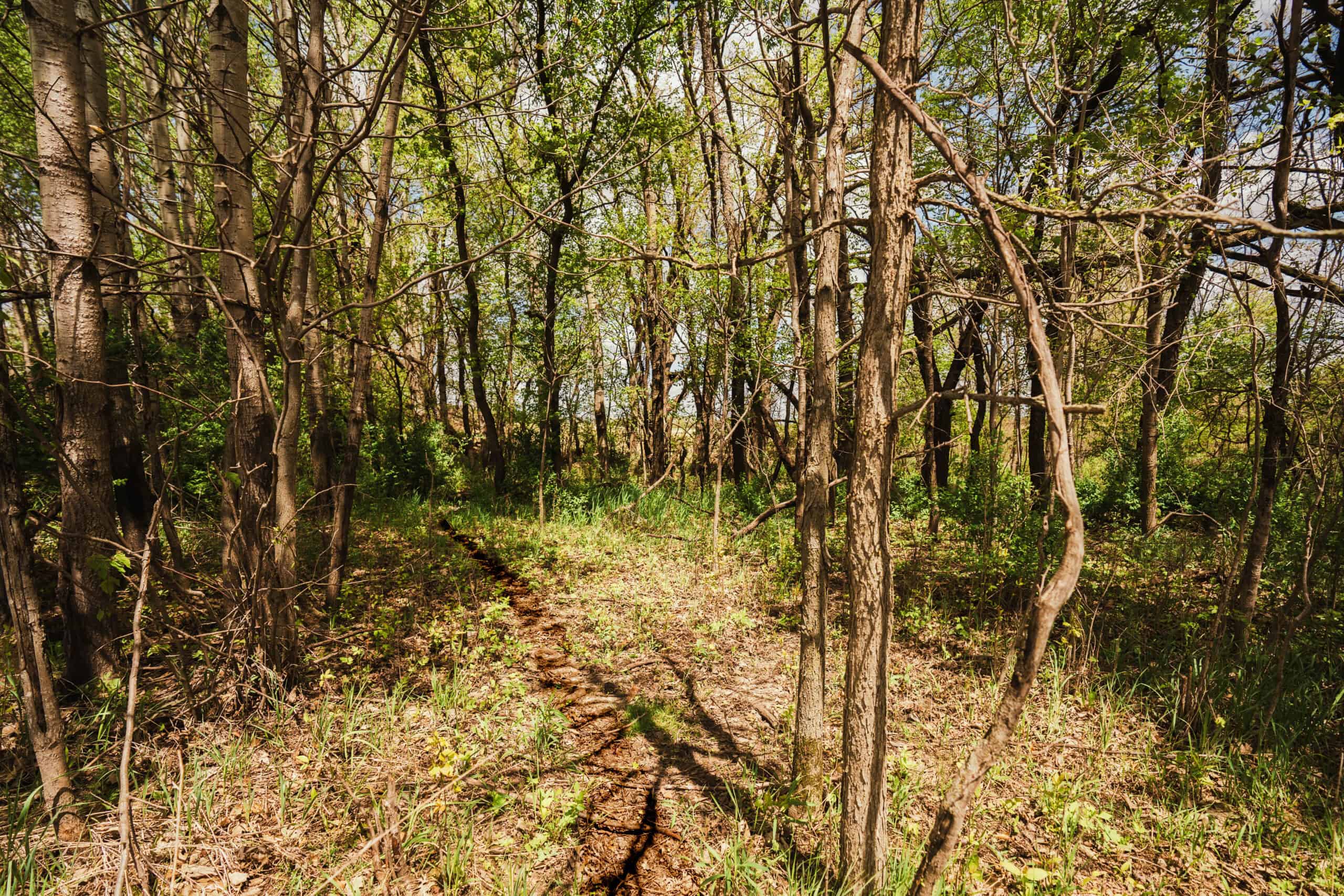 74 Acres in Dane County Town of York Rec, Hunting and Build Site for Sale