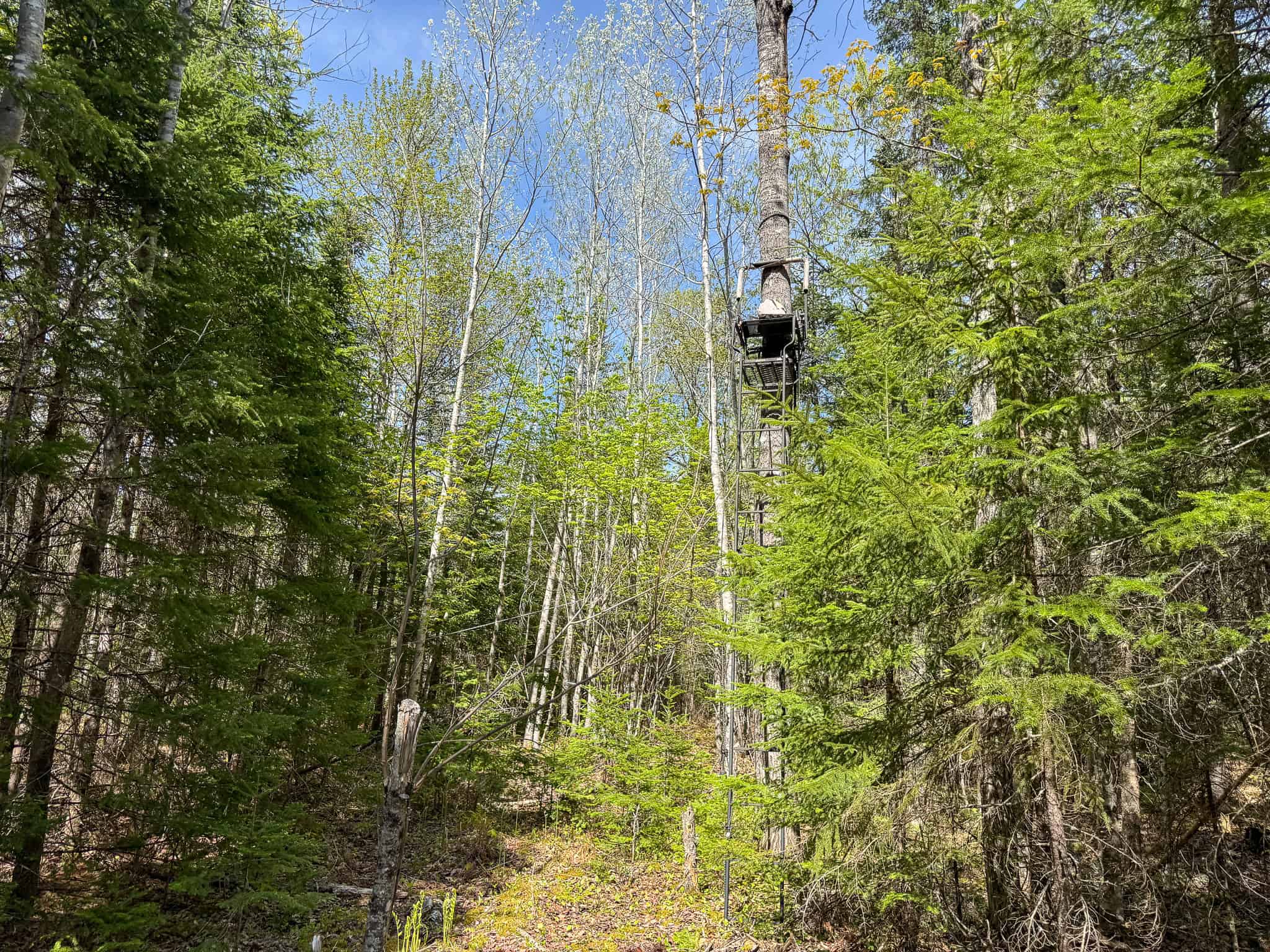 Maine River Property – 40.18 Acres – Woodville