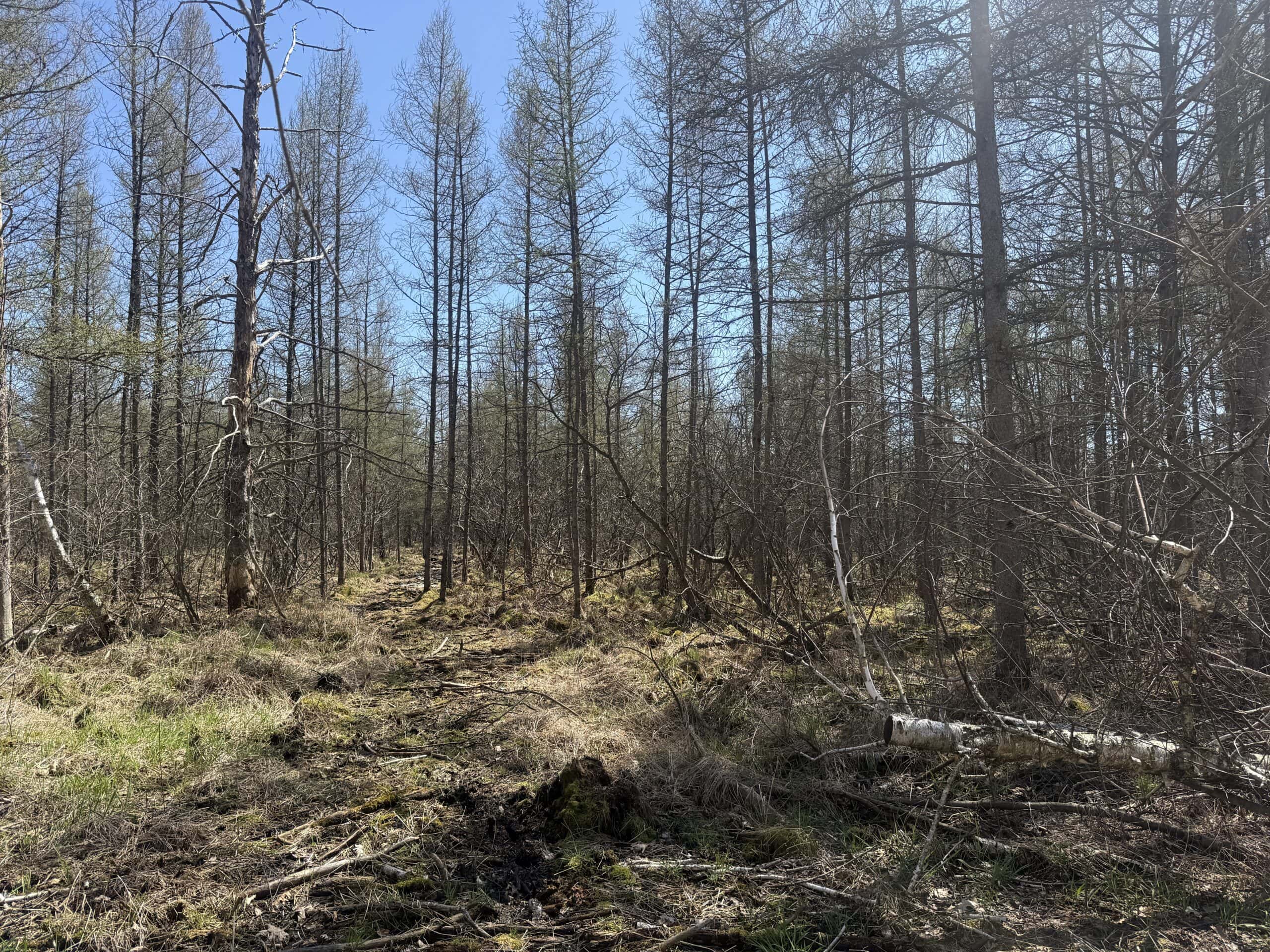 88 Acre Marquette County  WI Hunting Property For Sale