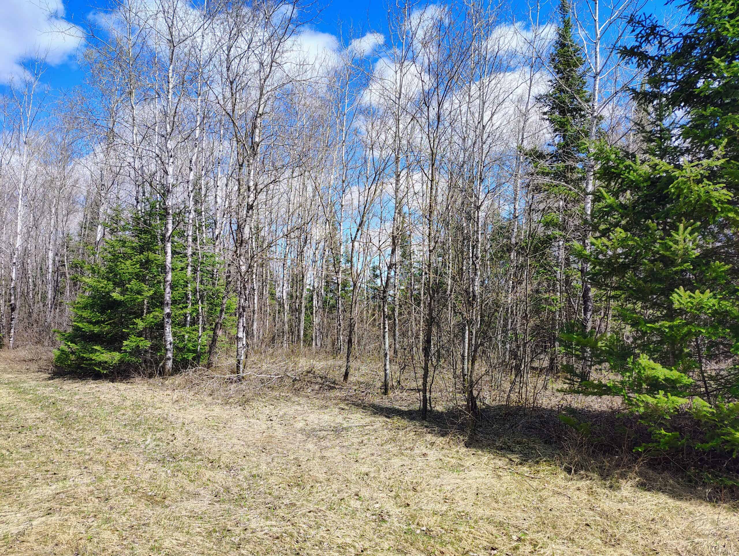 120 ± Acres with New Cabin located in Butternut, WI