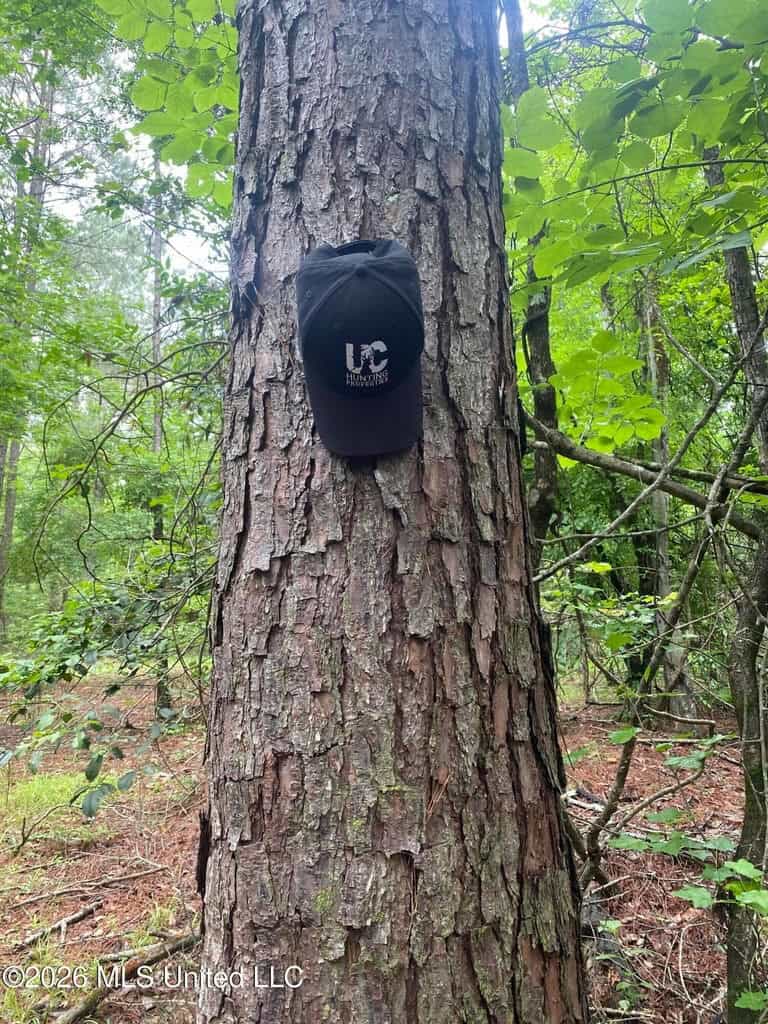 Hunting and Recreational Land for Sale in Amite County, Miss