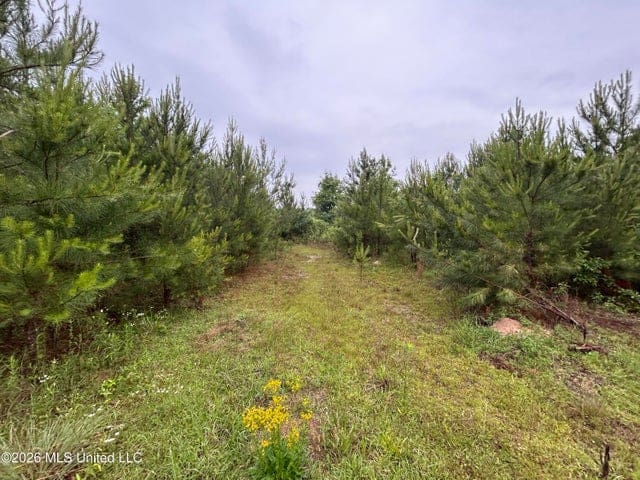 Hunting Land For Sale Lawrence County Silver Creek Mississippi