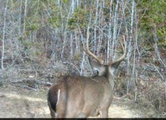 Hunting Land For Sale Lawrence County Silver Creek Mississippi