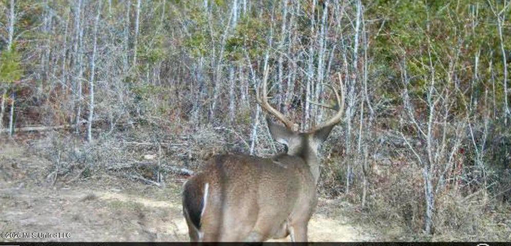 Hunting Land For Sale Lawrence County Silver Creek Mississippi