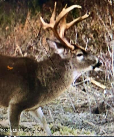 Hunting Land For Sale Lawrence County Silver Creek Mississippi