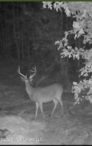 Hunting Land For Sale Lawrence County Silver Creek Mississippi