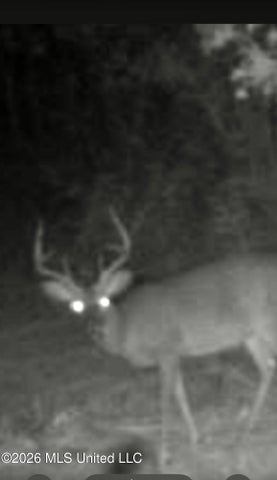 Hunting Land For Sale Lawrence County Silver Creek Mississippi