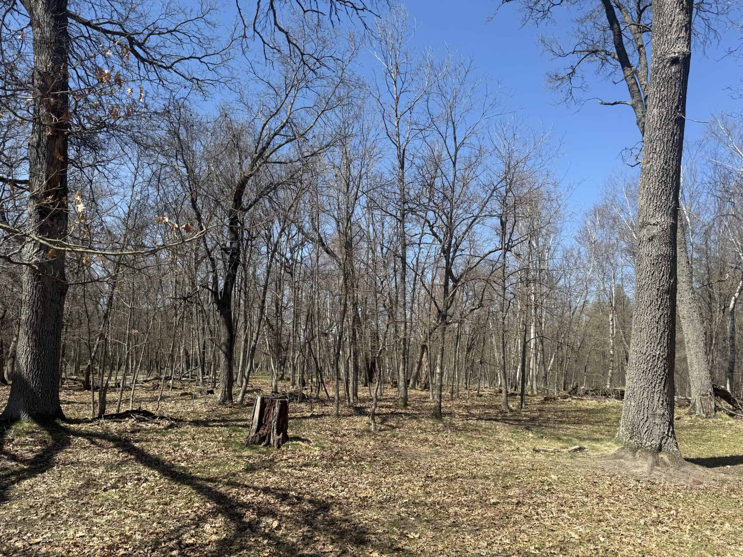 88 Acre Marquette County  WI Hunting Property For Sale