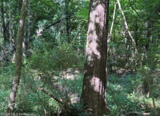 200 acres Franklin County MS Hunting Land Timber Investment