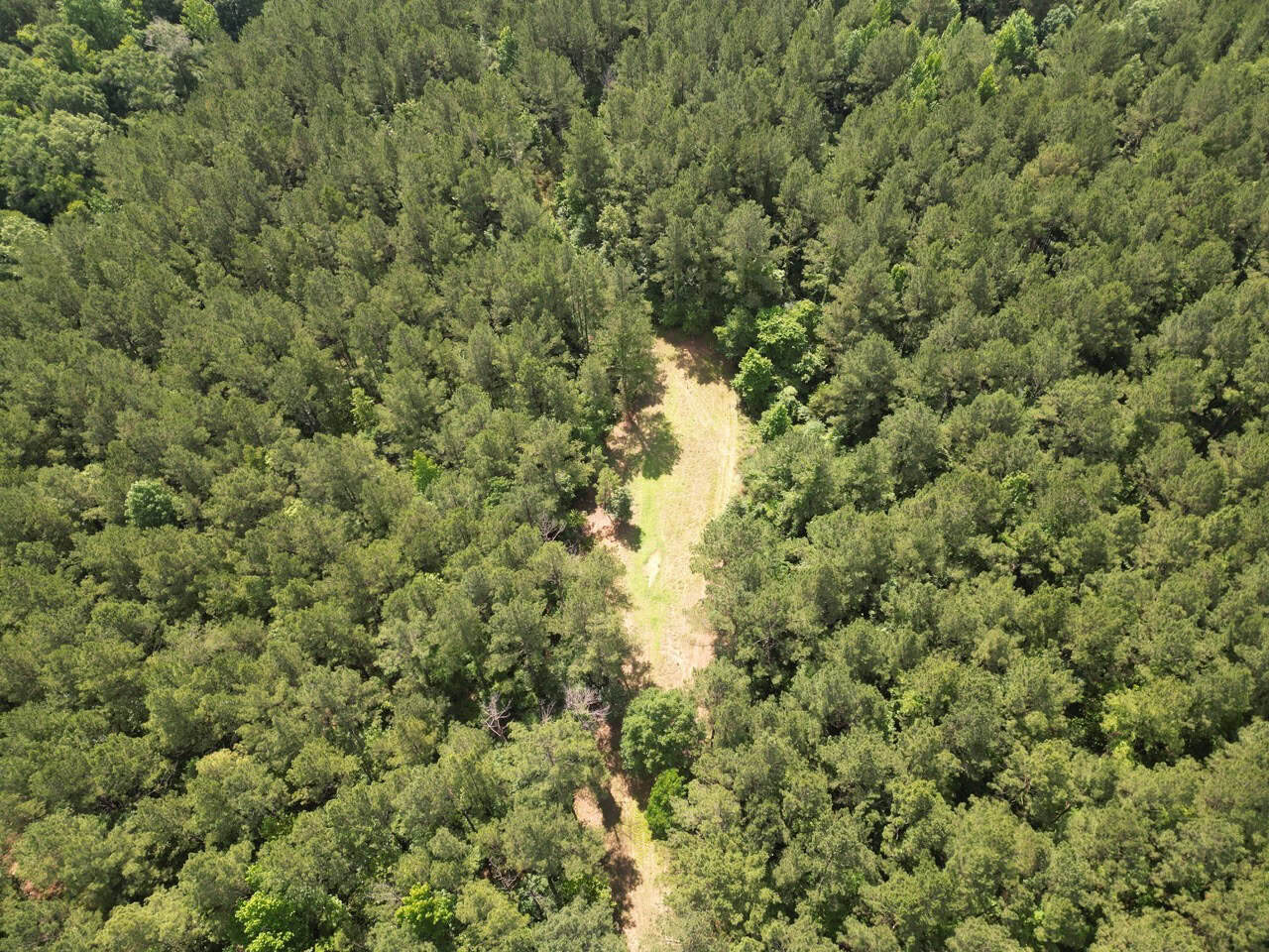 200 acres Franklin County MS Hunting Land Timber Investment