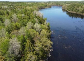 Maine River Property – 40.18 Acres – Woodville
