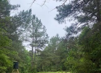 Hunting and Recreational Land for Sale in Amite County, Miss