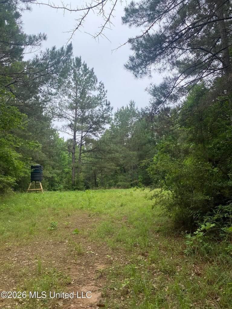 Hunting and Recreational Land for Sale in Amite County, Miss