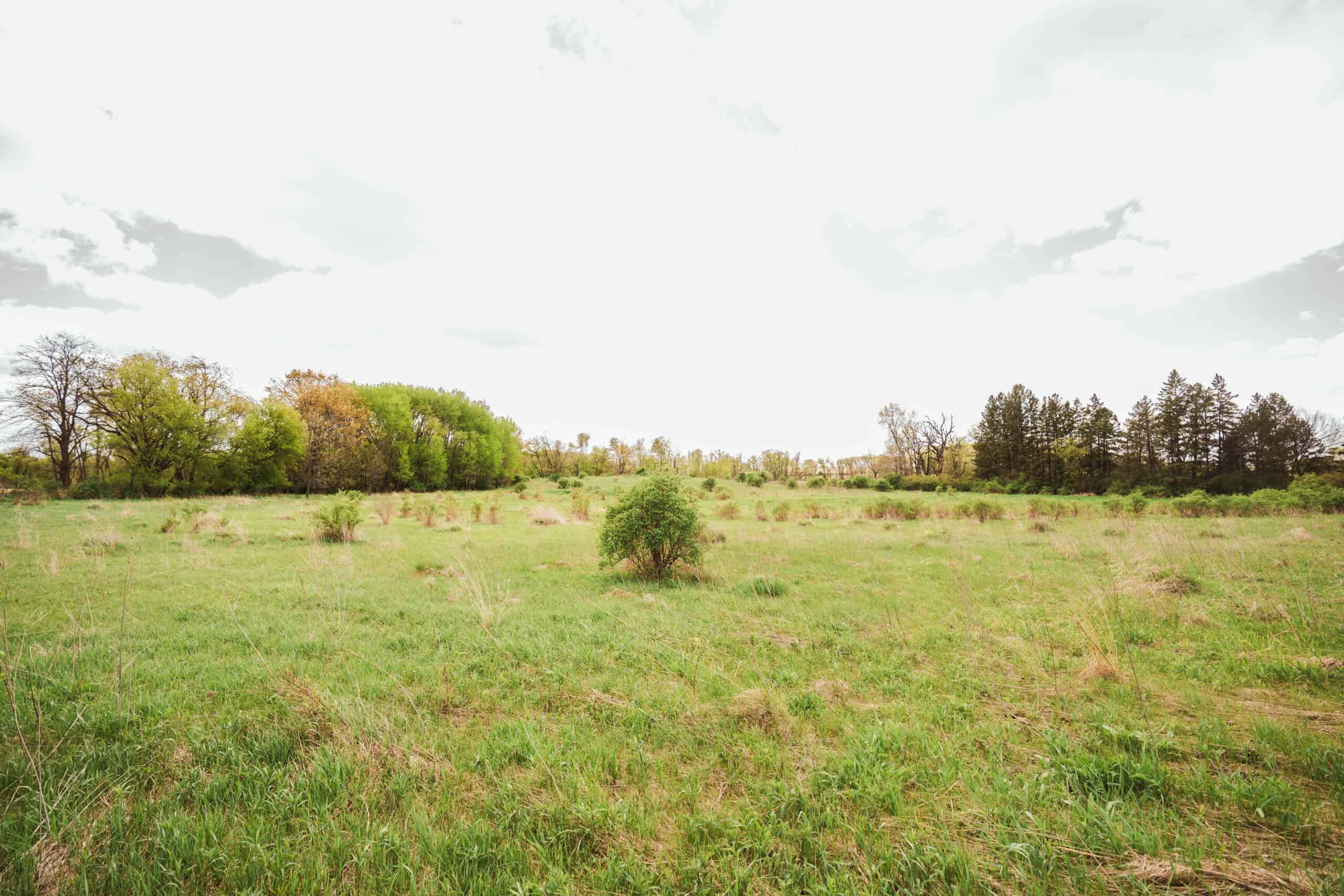 74 Acres in Dane County Town of York Rec, Hunting and Build Site for Sale