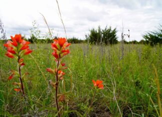 Hunting/Recreational Land For Sale